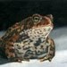 Thoughtful Toad Giclee Print on Paper - 5x7 matted to 8x10