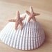 Aquamarine's Starfish Earrings Real Starfish Stud Earrings Starfish Studs Mermaid Earrings Mermaid Stud Earrings Mermaid Studs Cute Adorable