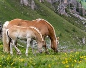Horse Photo, Animal Photography, Wild Horses Grazing Pastures Italy Mountains Fine Art