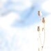 Pastel Winter Flowers, Fine Art Photography Print, Powder Blue Snow Winter Wonderland