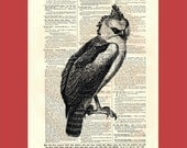 Crested Bird of Prey - upcycled 8x10 1898 dictionary page print - BONUS - Buy 3 Prints, Get 1 More For FREE