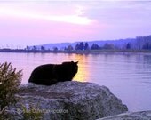 Cat greeting card, Another Day Ends, blank inside to write your own message, cat lovers card