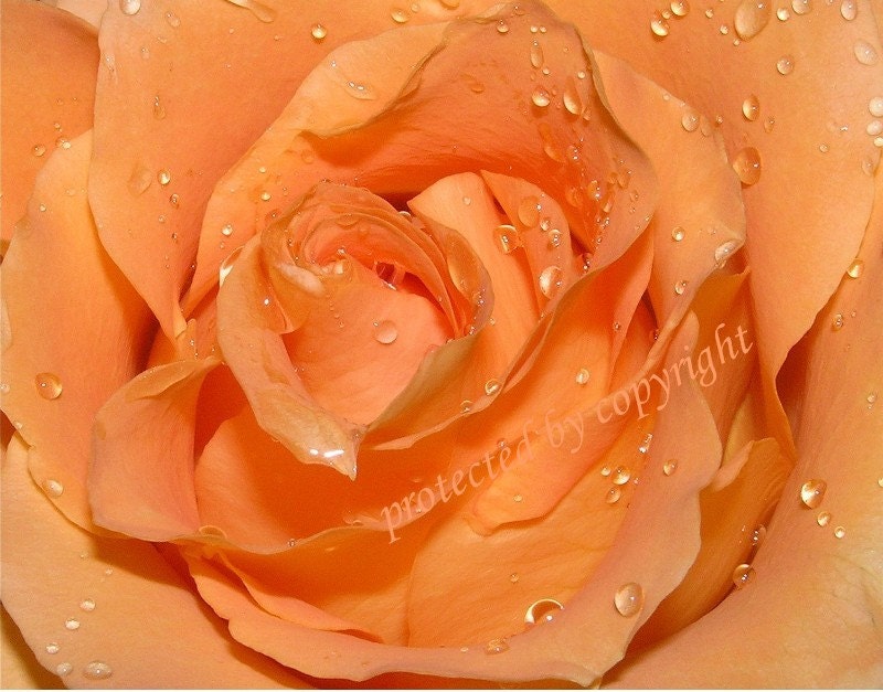 Flower rose photograph card, Sherbert, blank card, write your own msg. Rose greeting card, orange, blooms