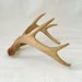 RESERVED FOR SUE -- Vintage 8 Point Buck Whitetail Deer Antlers Rack