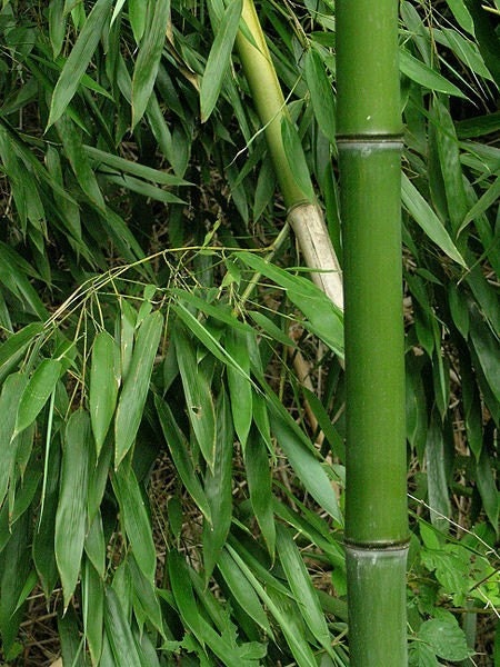 7 AUSTRALIAN BAMBOO GRASS Candle Tarts  Amazing Scent  oldhickorycandles
