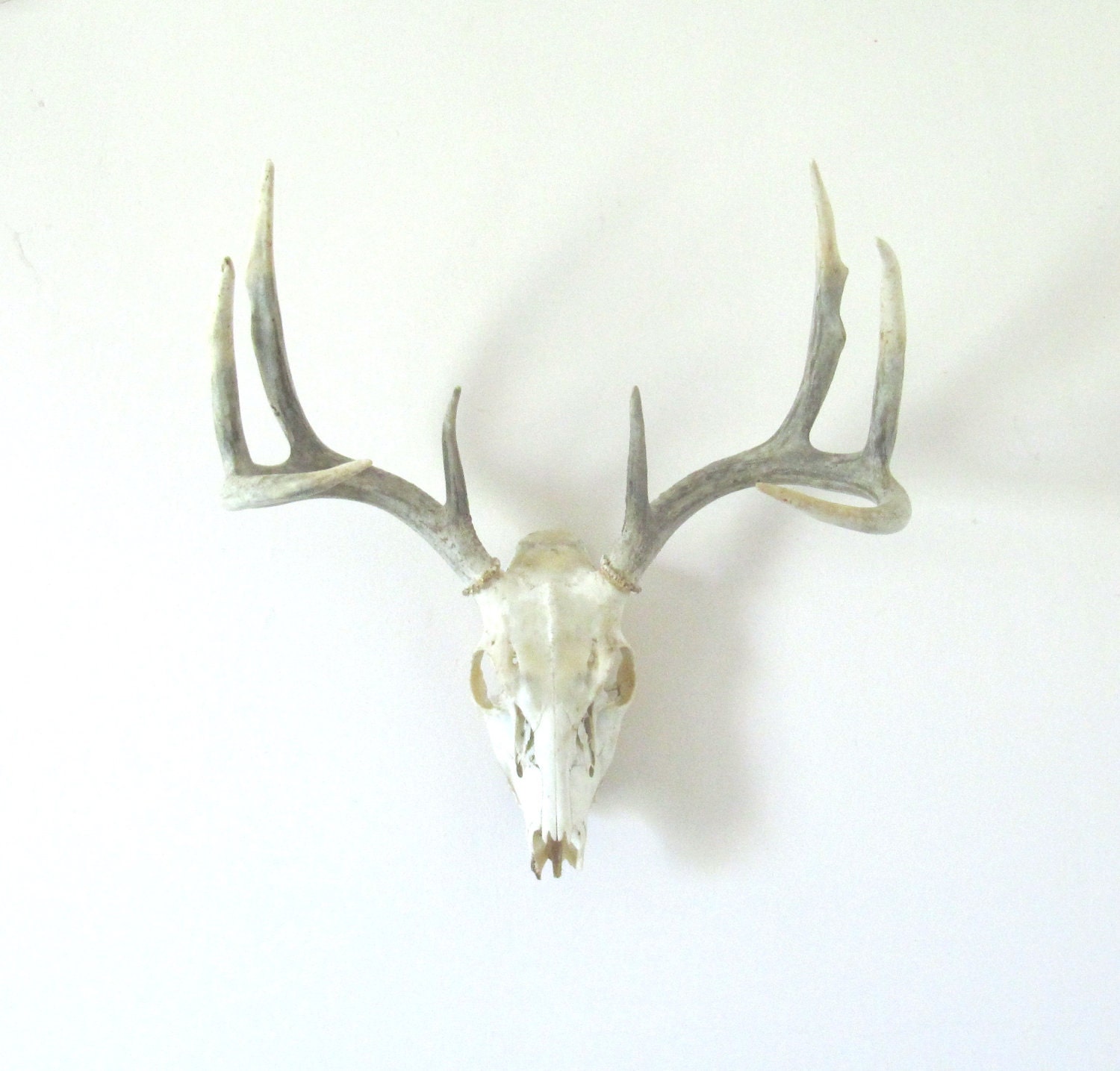 Vintage Deer Antlers Wall Hanging by luckyjunk on Etsy