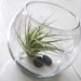 Fish Bowl Airplant Terrarium // Air Plant with Adornments