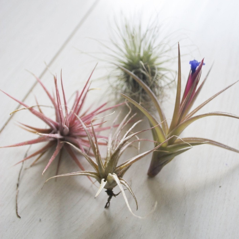 Air Plants // THREE Small Airplants // Grab Bag