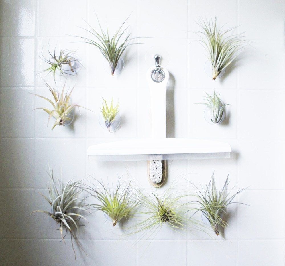 Suction Succulent // Medium sized air plant on Cup