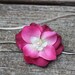 Fushia Rasberry Pink w/ Ivory Vintage Small Flower w/ skinny stretch ivory elastic headband  newborn, Baby, Infant, Adult Photography