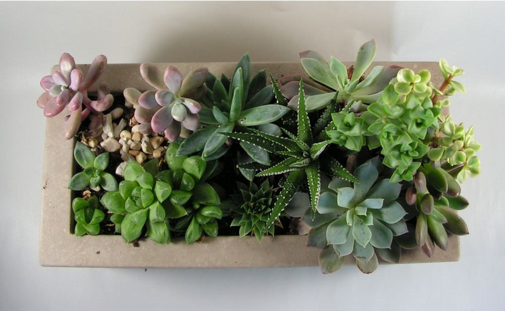 Rectangular Concrete Planter