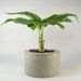 Round Concrete Planter - light grey