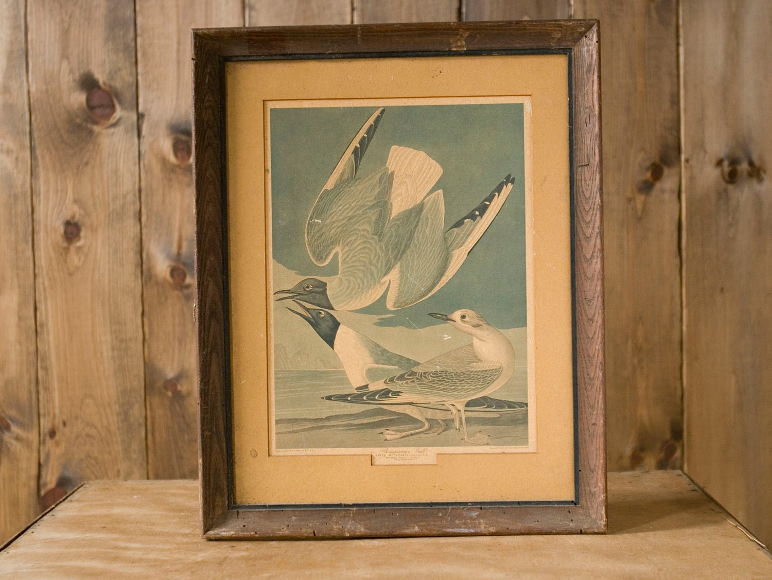 Vintage Framed Bird Print - Bonapartian Gull