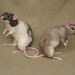 Needle felted rats, pose-able, life sized pets