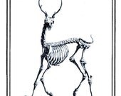 Deer One Bookplates (Personalized or Blank)