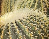 Green desert cactus fine art print 5x7 - brown and green earth tones taken in Pittsburgh