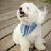 The Rover Madras Dog Neckerchief