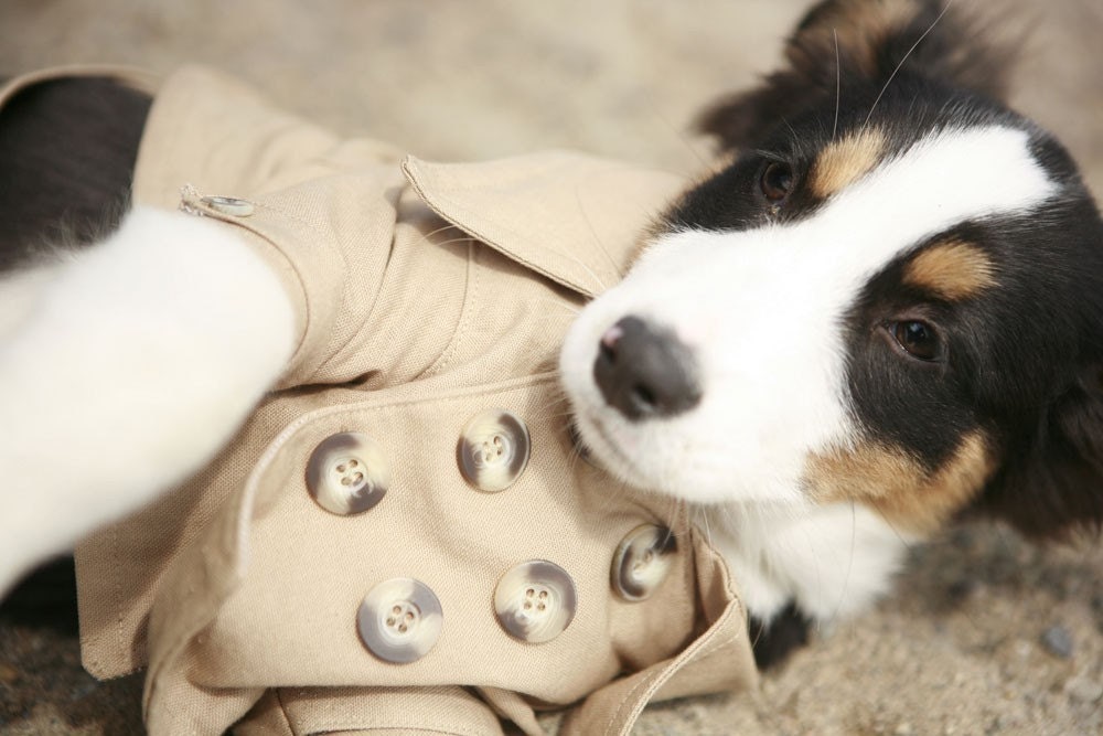The Westerly Dog Trench Coat