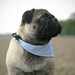 The Rover Seersucker Dog Neckerchief