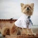 The Rover Dog Tie (shirt sold separately)