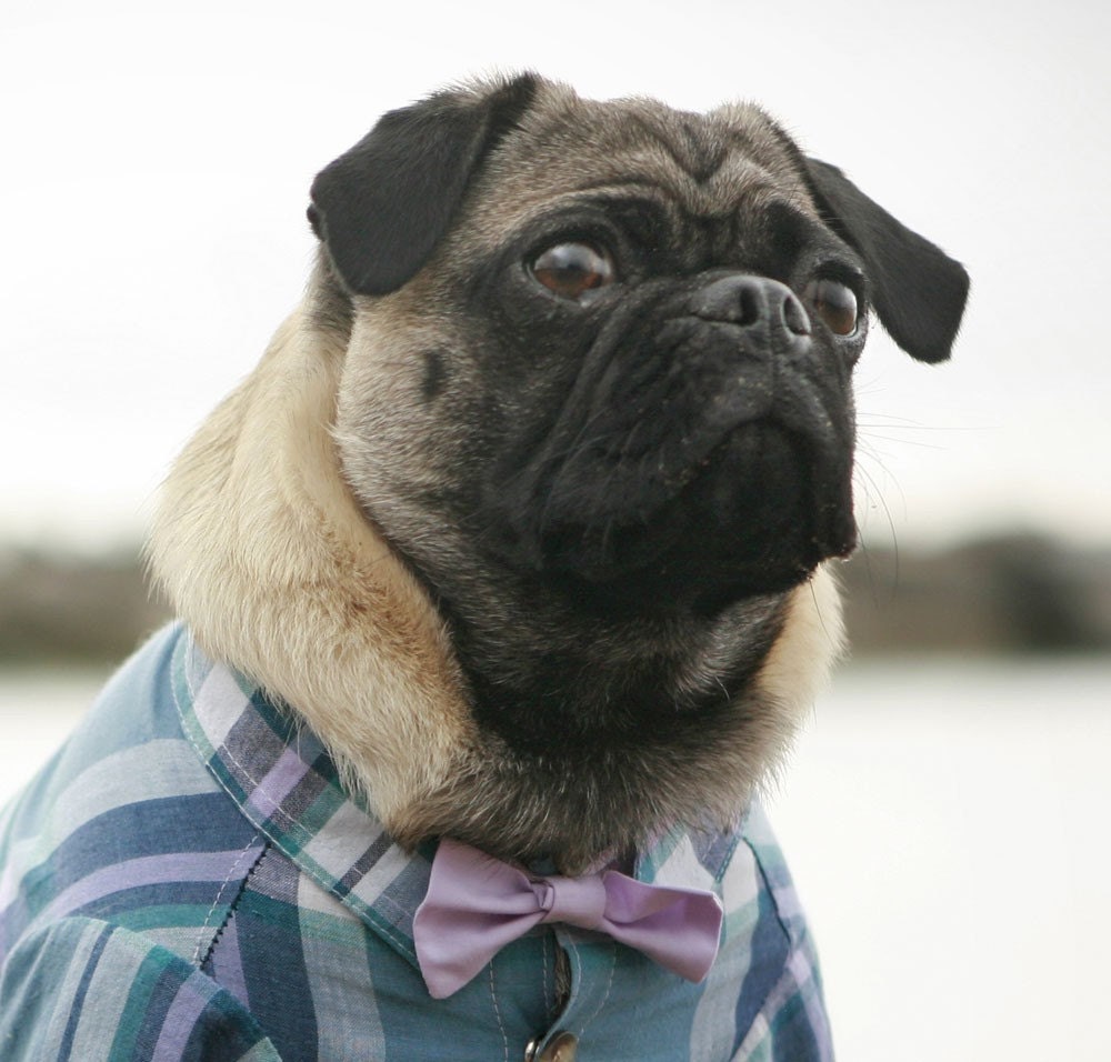 The Rover Dog Bow Tie