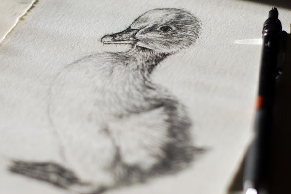 Quackers - 5.5 x 7.5 Original Graphite Drawing