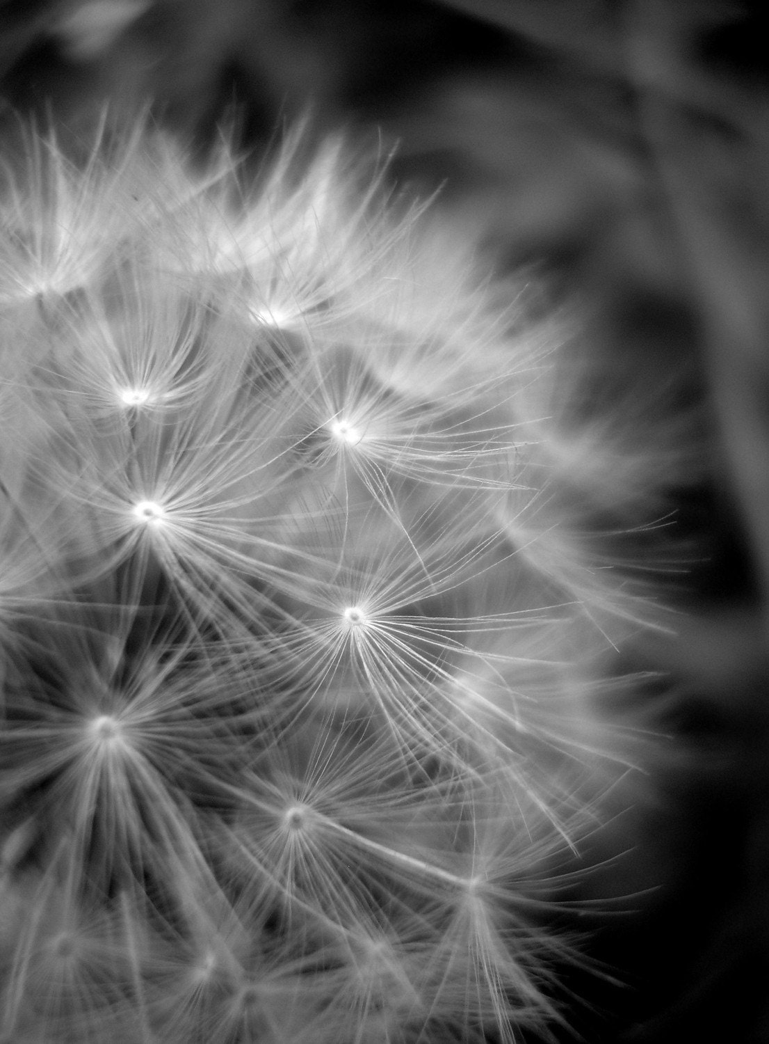 Dandelion Black And White Photography  Home Decor 10x8 Print
