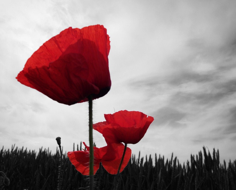 Poppy Photography Red Grey Remembrance 10x8 Print Flowers Poppies... - VictoriaEnglishCharm