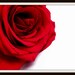 Red Rose Photography Macro Modern Home Decor 10x8 Print Red Velvet...