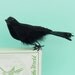 Black Crow Large Spooky Bird with Real Feathers