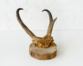 24k Gold Skull Plate of a Antelope Pronghorn on Birch Wood
