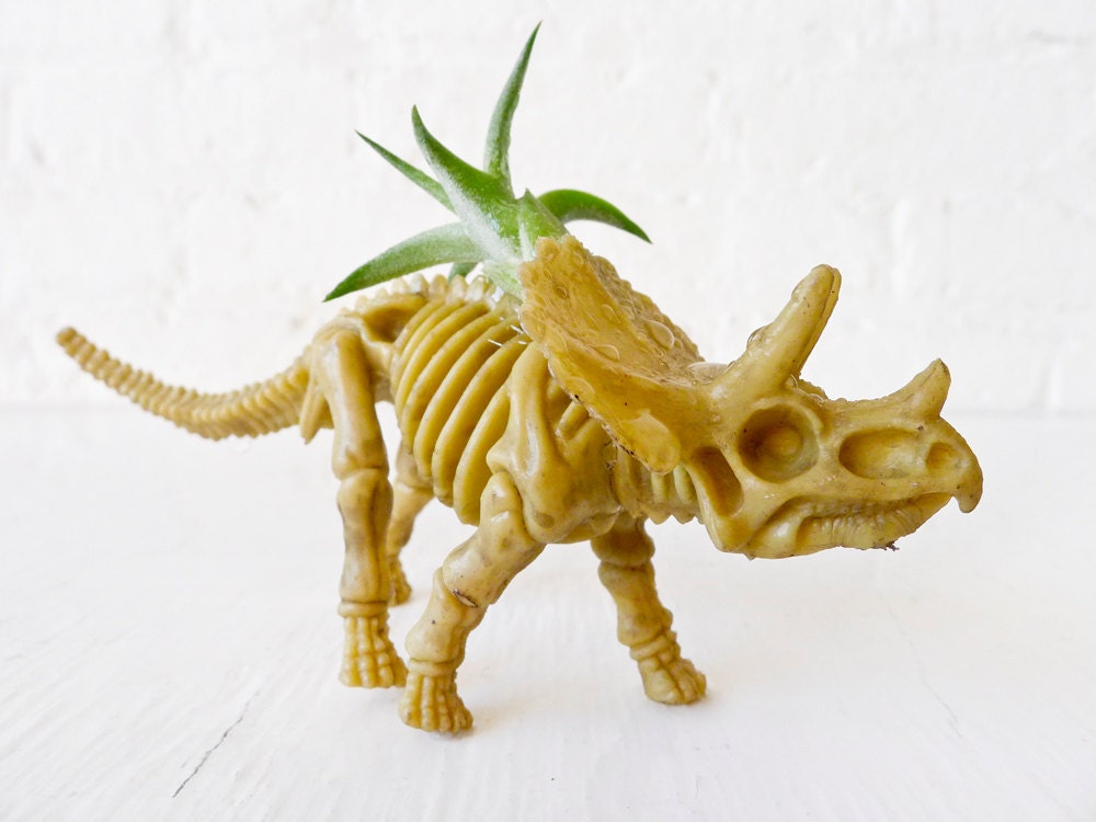 Air Plant Triceratops Dinosaur Garden