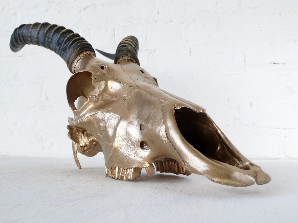 REAL African Blesbok Skull in 24K Gold