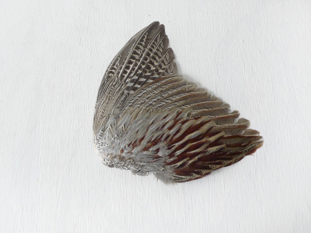 15% SALE - Real Ringneck Pheasant Wing