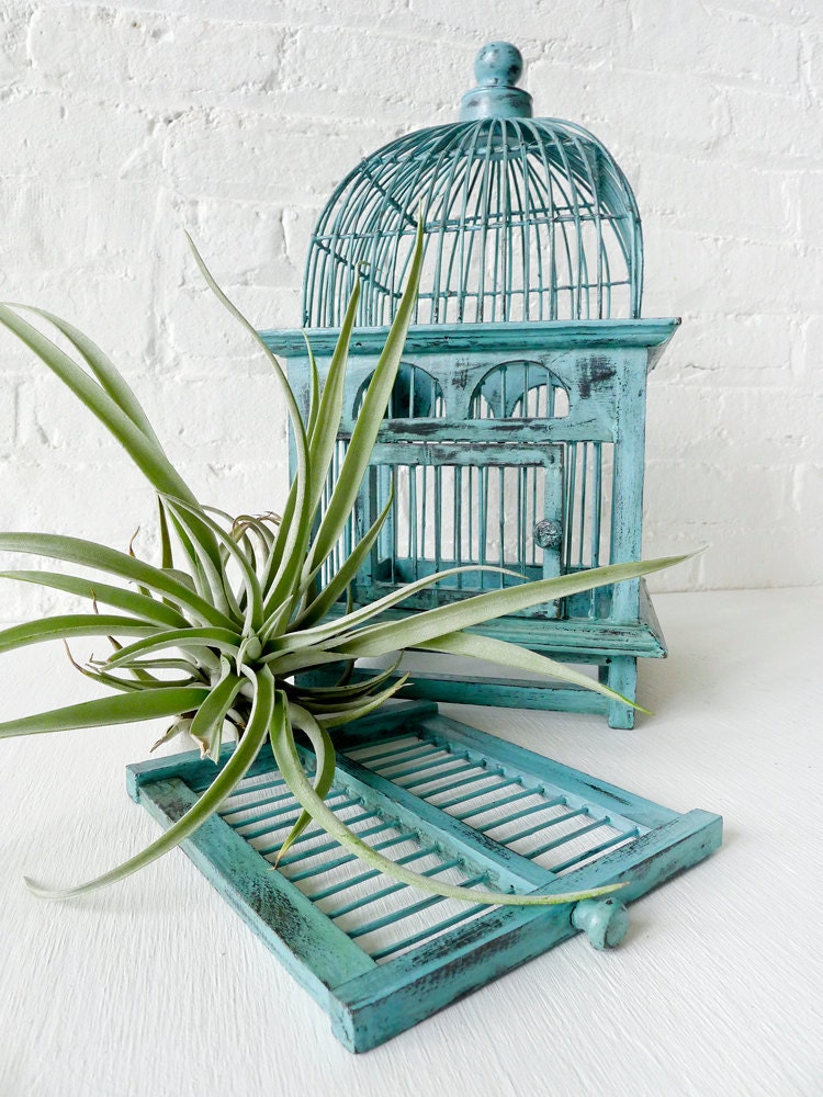 Air Plant in Blue Bird Cage - Distressed Teak LIVE Garden