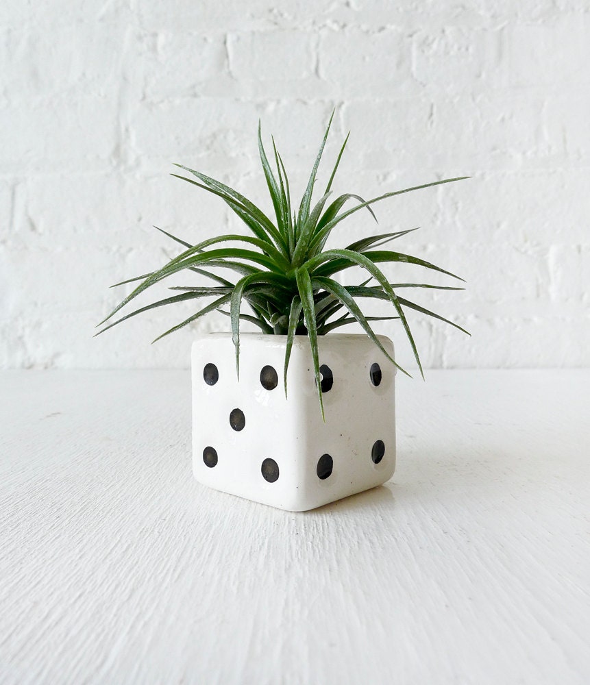 Air Plant in Vintage Dice Salt Shaker Garden