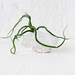 Air Plant Crystal Garden- White India Cluster w/ Bulbosa Air Plant Garden