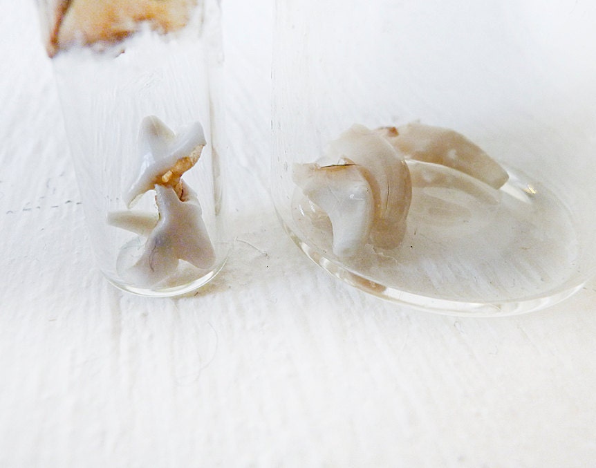 Custom Tooth Fairy Vials