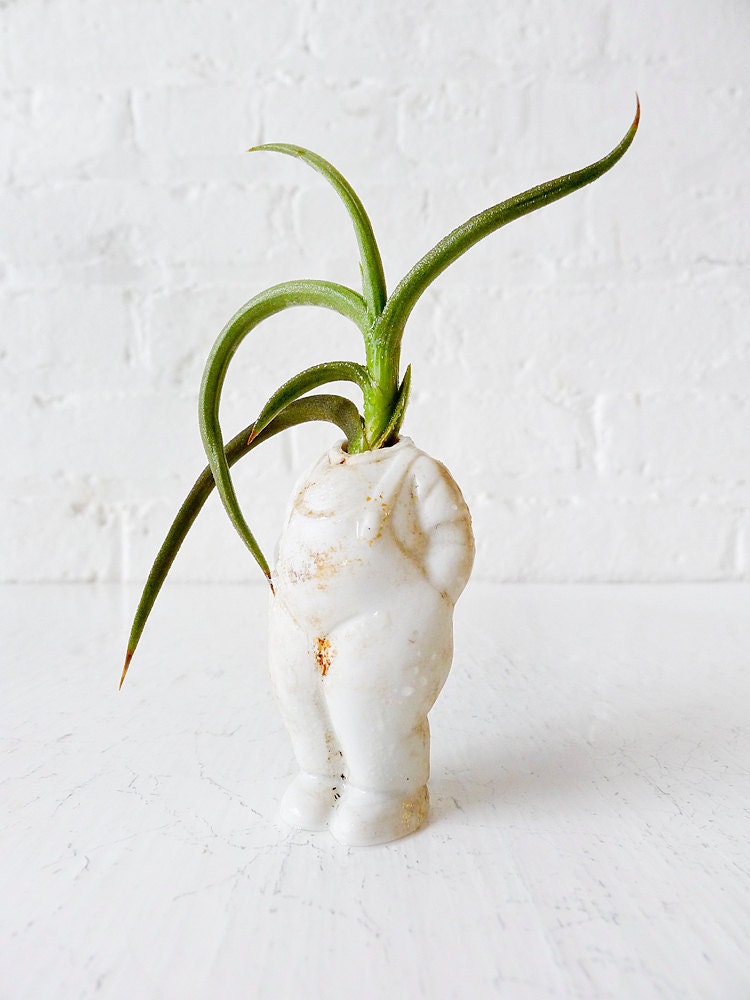 White Rabbit - No time to say "Hello, Goodbye" - Antique German Bisque Headless Doll Air Plant Garden