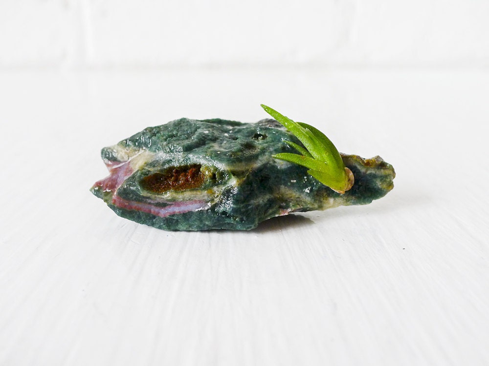Air Plant Garden on Wounded Warrior Ocean Jasper Mineral