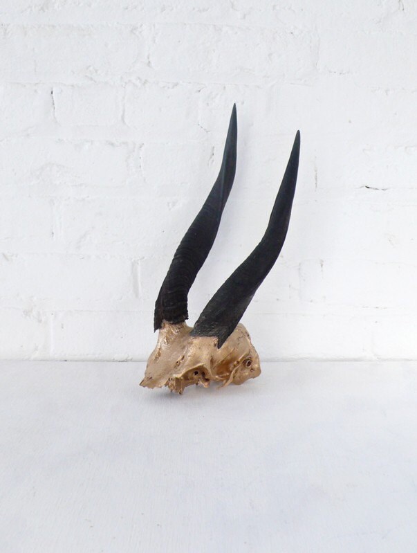 African+Animal+Skulls+with+Horns African Animal Skulls with Horns http://www.etsy.com/listing/55952551 ...