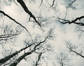 nature trees black & white monochormatic winter minimal gray black titatium - Treetops - 8x8 Fine Art Photography Print