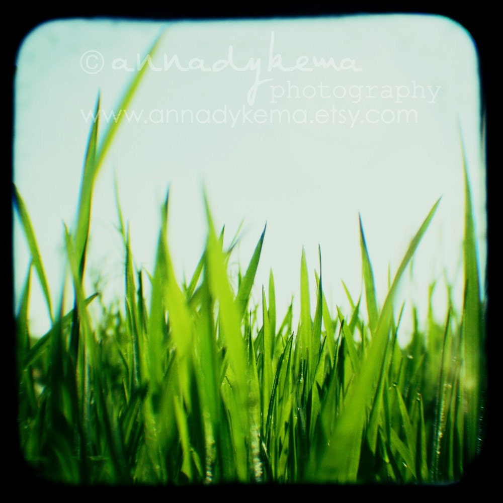 nature home decor garden vintage retro geek abstract green blue colorful - Grass - 8x8 Fine Art Photography Print