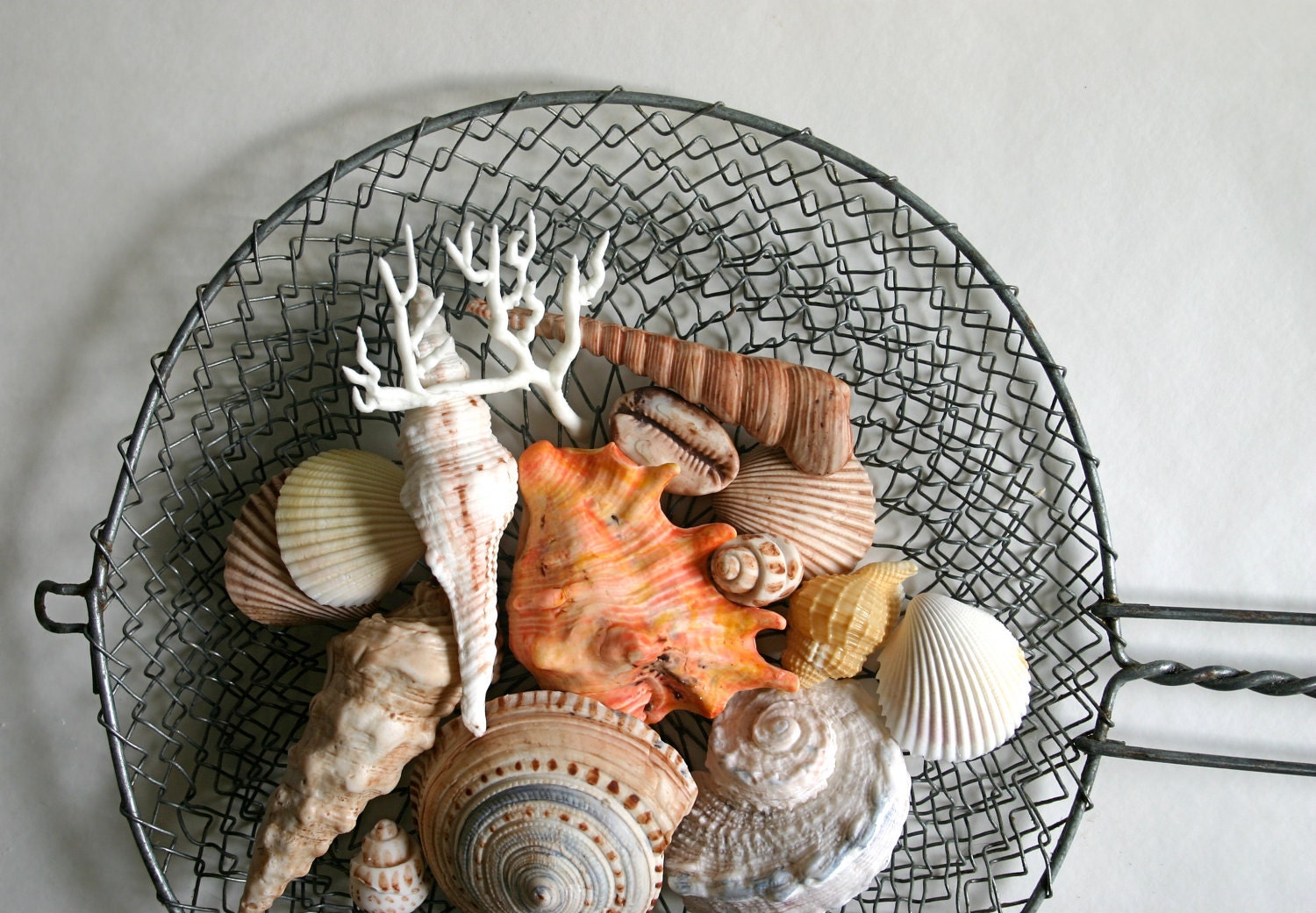 Edible Chocolate Filled Candy Seashells 8 - great for cake decorating, gift giving, favors, and stand alone
