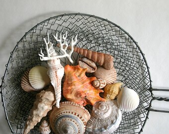 Edible Chocolate Filled Candy Seashells 8 - great for cake decorating, gift giving, favors, and stand alone