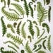 Edible Sugar Ferns & Fiddle Heads 60 assorted / as seen in the Bride's Guide-Martha Stewart Weddings and Unruly Things