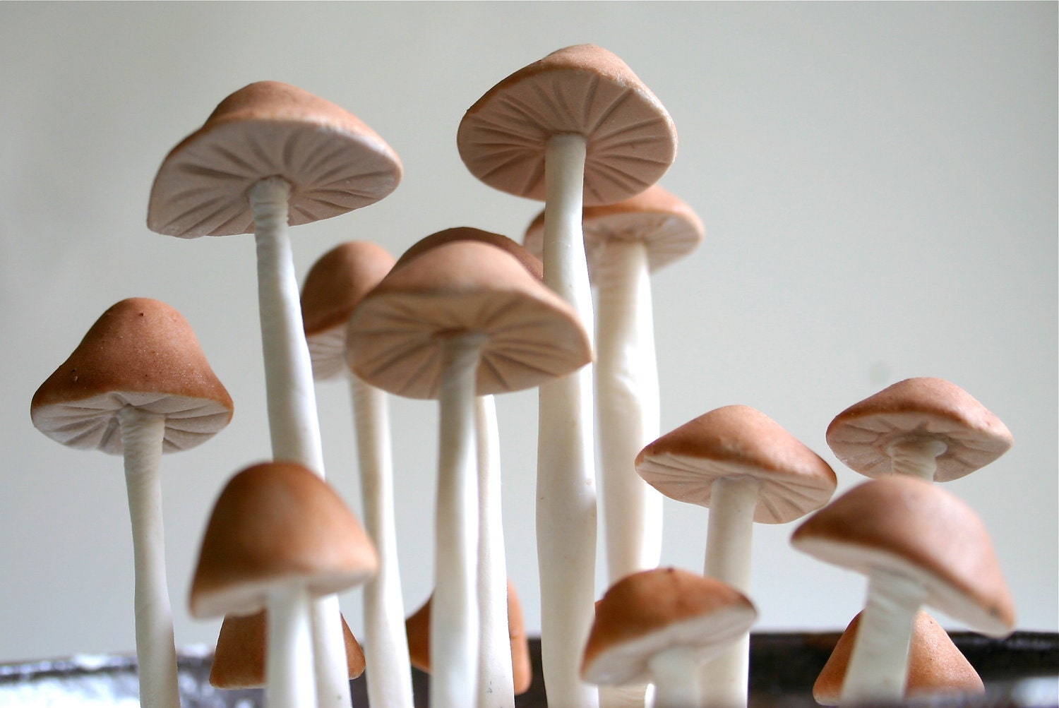 Edible Wild Sugar Mushrooms of the genus Psilocybe Cubensis 50 assorted -As Seen In Urban Outfitters