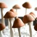 Edible Wild Sugar Mushrooms of the genus Psilocybe Cubensis 50 assorted -As Seen In Urban Outfitters