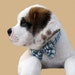 Blue Plaid Dog Collar and Bow Tie Set - The Day Sailer