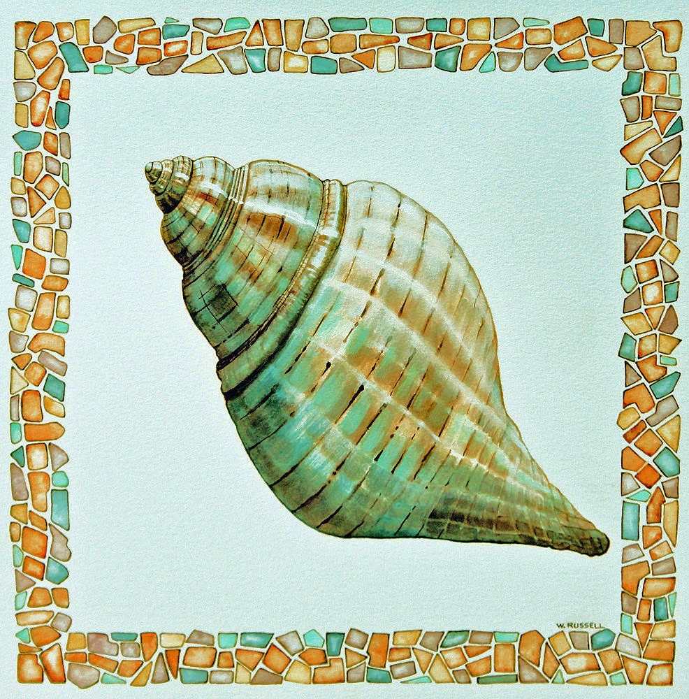 Seashell Watercolor Tulip Shell